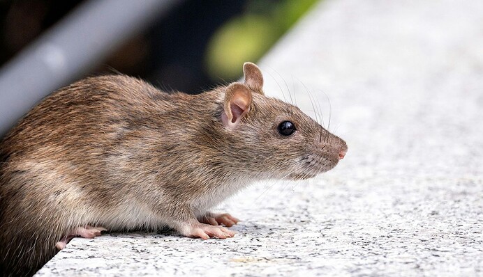 Щурі будуть обходити десятою дорогою: 5 бабусиних порад, щоб позбутися непроханих гостей