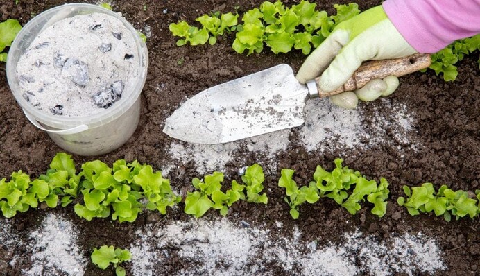 Коли попіл може нашкодити: що треба знайти про найпопулярніше добриво у городників