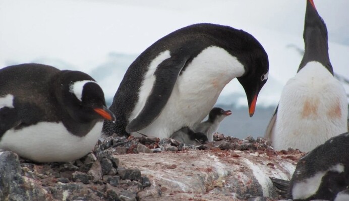 Трамп-митар: хто найбільше постраждає від загоро­джувальних тарифів США