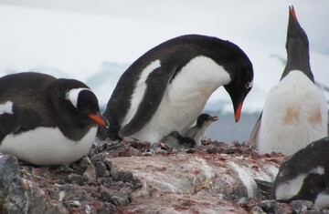 Трамп-мытарь: кто больше всего пострадает от заградительных тарифов США