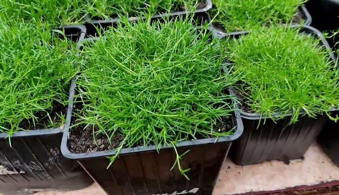 Ирландский мох: почему произошел бум вокруг этого продукта и правда ли он полезен