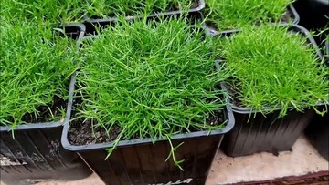 Ірландський мох: чому стався бум навколо цього продукту і чи правда він корисний