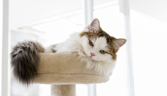 Як вивести запах котячої сечі у будинку: 7 бабусиних порад