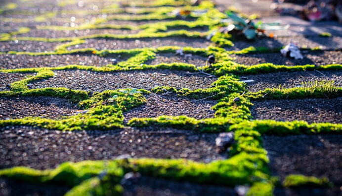 Как удалить мох с брусчатки и газонов: 6 бабушкиных советов