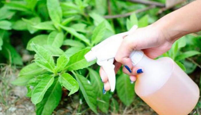 Уничтожит сорняки за считанные часы: как сделать гербицид в домашних условиях