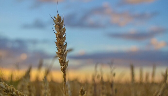 Погода и война губят урожай: грозит ли Украине голод?