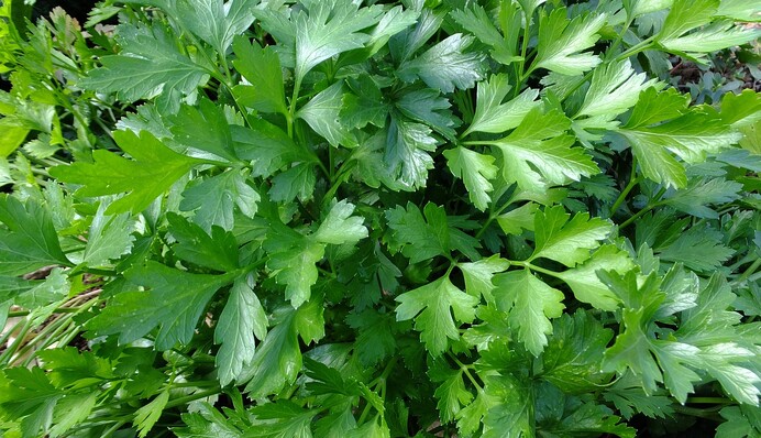 Як заморожувати петрушку: найкращі способи зберегти зелень надовго