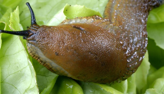 Будуть обходити ваш город стороною: бабусині поради, щоб вивести з городу слимаків