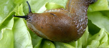 Будуть обходити ваш город стороною: бабусині поради, щоб вивести з городу слимаків