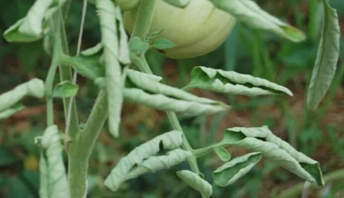 Скручиваются листья помидоров: подкормите растение этим копеечным средством