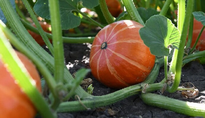 Тыква будет большой и сахаристой: как правильно подкормить овощ в июле