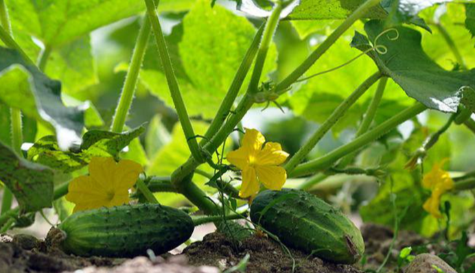 Чим підживити огірки у липні, щоб було багато плодів: ефективні засоби