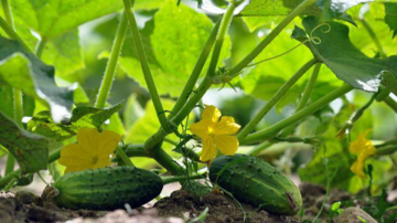 Чим підживити огірки у липні, щоб було багато плодів: ефективні засоби