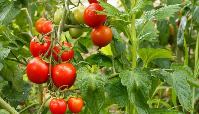 Рекордный урожай: как правильно прищипывать помидоры летом
