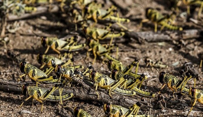 Нашествие саранчи: как избавиться от прожорливых вредителей