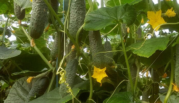 Будут дарить плоды до заморозков: как ухаживать за огурцами в теплице