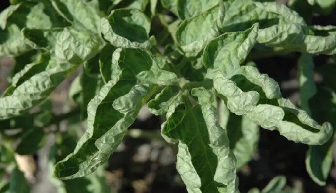 Скручиваются и сохнут листья на помидорах: как спасти овощ