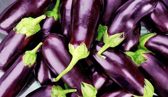 М'ясисті, з насиченим кольором: городник розповів, як подбати про урожай баклажанів