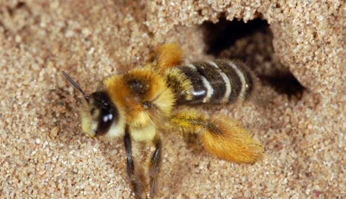 Ґрунтові бджоли на ділянці: як захистити територію від непроханих гостей