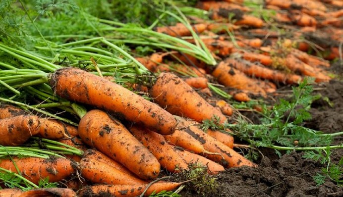 Солодка, наче мед: коли краще викопувати моркву