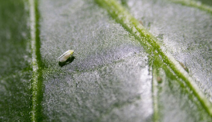 Білокрилка на городі: як подбати про безпеку урожаю