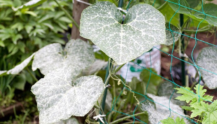 Плями на огірках: чим обробити овочі, аби врятувати урожай