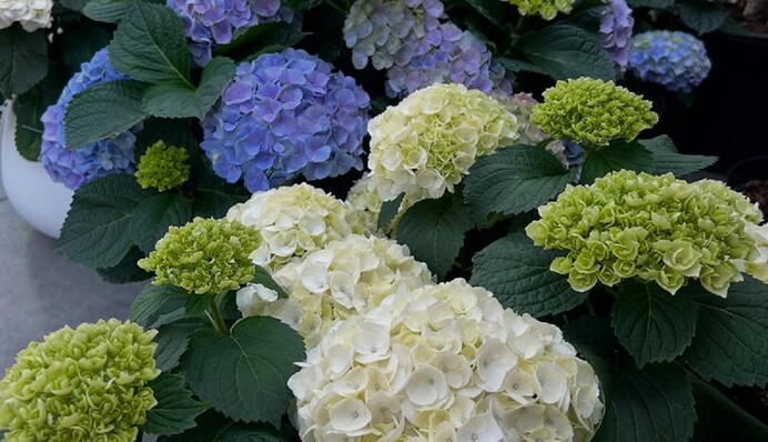 Яркая гортензия: после этого удобрения цветы с клумбы скажут 