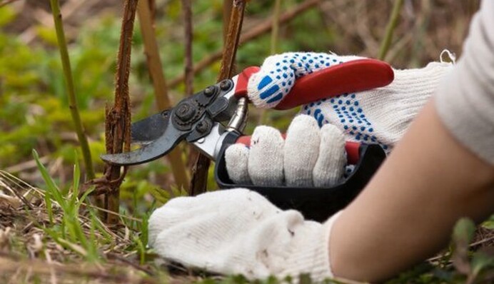 Удивитесь урожайности малины: огородники рассказали, как правильно подрезать кусты