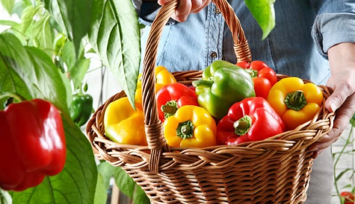 Будет храниться месяцами: когда нужно собирать урожай сладкого перца