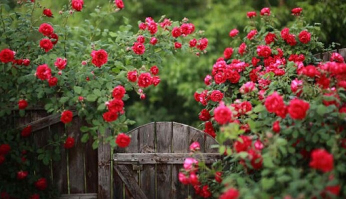 Переживуть морози та зміцніють: восени підживіть цим троянди і навесні здивуєтесь