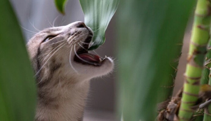 Вражають серце та нирки: які кімнатні рослини є небезпечними для котів