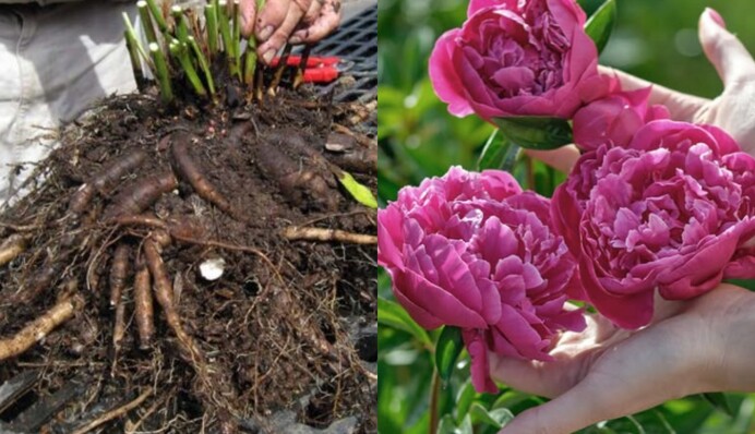 Осенняя пересадка пионов: как правильно позаботиться о растении в сентябре