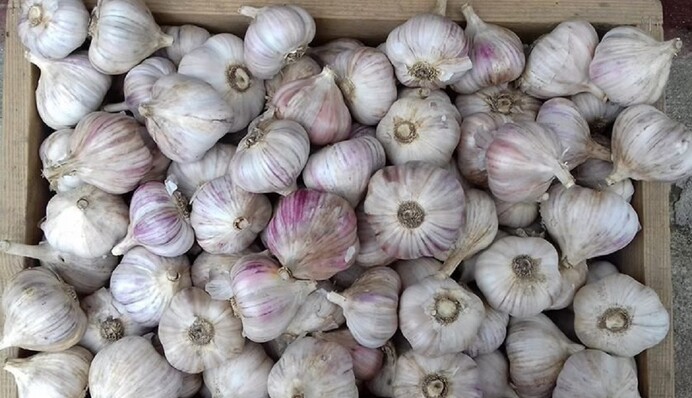 Огородники объяснили, почему нельзя высаживать чеснок без удобрений