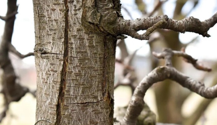 Тріщини на деревах: яких помилок припускаються навіть досвідчені садівники