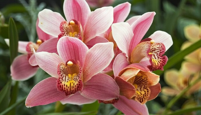 Несколько простых шагов и орхидея скажет 