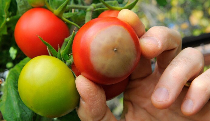 Щит для перцю та помідорів: додайте цей цілющий розчин і вершинна гниль зникне