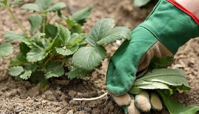 Три волны высадки: сделайте это осенью и удивитесь количеству клубники в мае