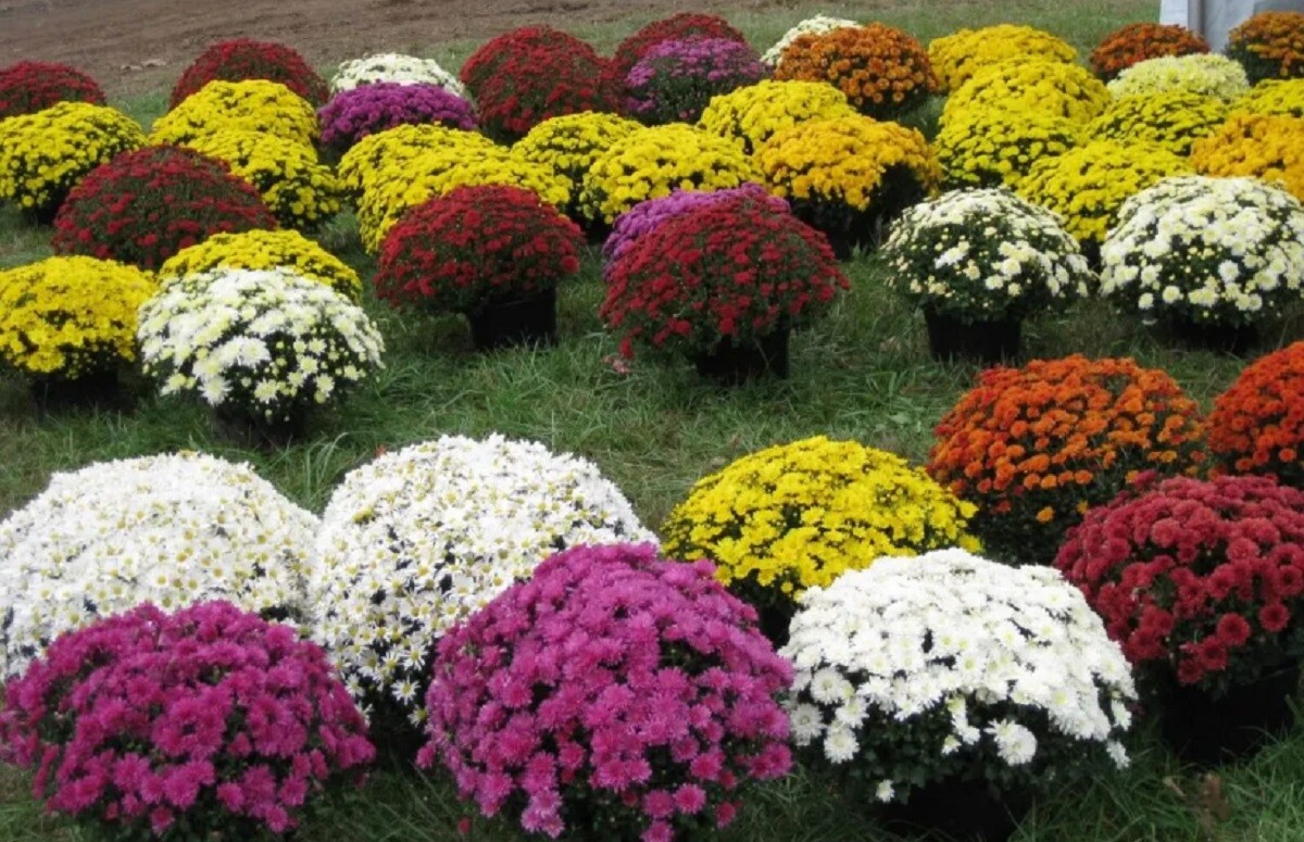 Пишні хризантеми в саду: як доглядати за квітами, щоб вони довго цвіли