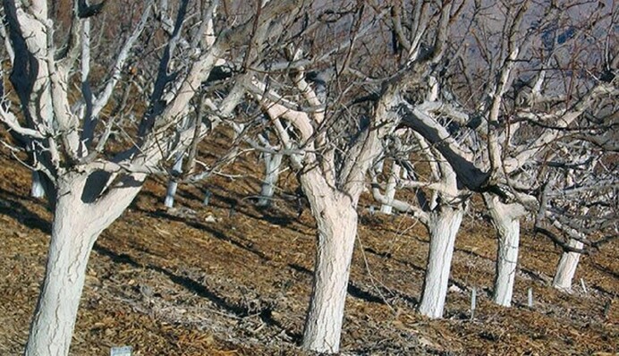 Защита сада в октябре: как правильно смазывать деревья известью перед первыми морозами