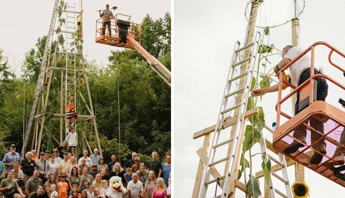 Гігантський соняшник українця у США встановив світовий рекорд: висота квітки вражає