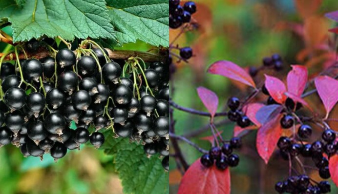 Плохая кислотность почвы? Огородники рассказали, как может помочь смородина