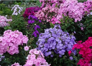 Яскраві флокси: які секрети догляду за популярними квітами варто знати