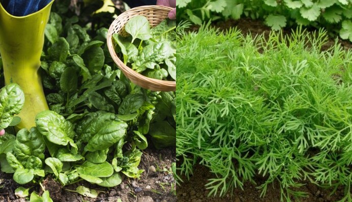 Еще один мини-урожай: что стоит посадить в сентябре после дождя