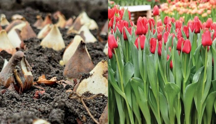 Посадіть тюльпани у вересні і навесні будете приємно здивовані