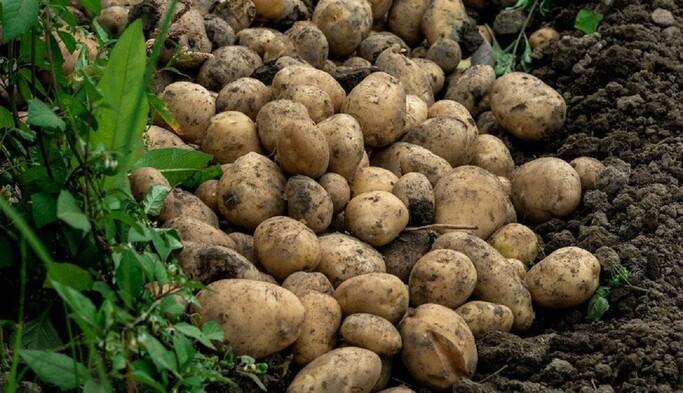 Сделайте это простое действие и картофель будет свежим вплоть до лета