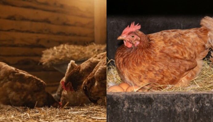 Яйця цілий рік: досвідчені птахівники пояснили, як восени створити комфортні умови курям