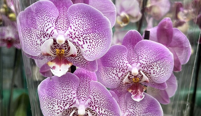 Орхідея вразить цвітом: як потрібно поливати вибагливу рослину