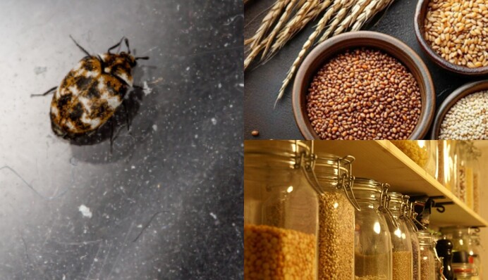 Жуки-шкіроїди у спеціях та крупах: як з ними ефективно боротися