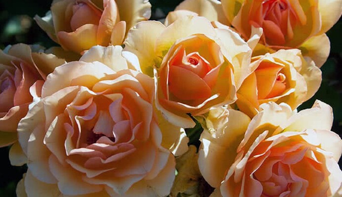 Троянди восени: що категорично не можна робити з квітами у жовтні