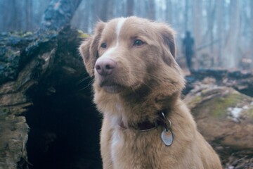 Для животных-актеров: в киноакадемию поступил запрос расширить номинации премий "Оскар"